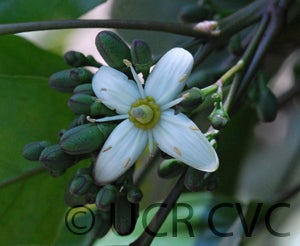 Balsamo citrus daweii CRC3514006