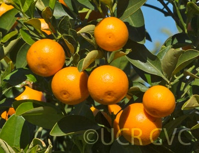 Calamondin crc2592006