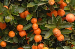 Calamondin crc2592007