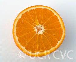 US Superna crc3991005.jpg