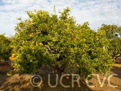 88-3 mandarin hybridcrc3992001.jpg