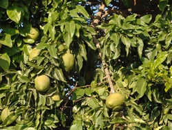 Balsamo citrus daweii CRC3514008