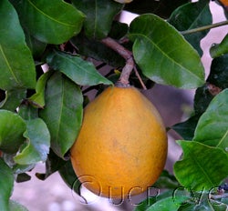 Aeglopsis chevalieri CRC2878000