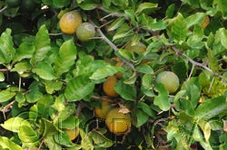 Aeglopsis chevalieri CRC2878006