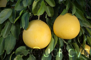 African pummelo CRC2346004
