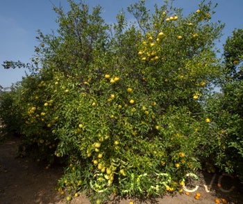 African shaddock x Rubidoux trifoliate CRC3969001