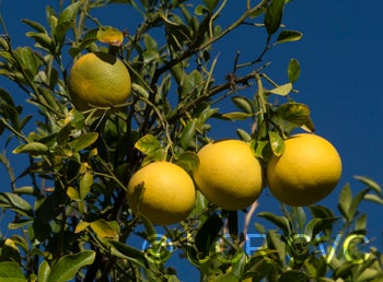 African shaddock x Rubidoux trifoliate CRC3969003