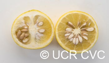African shaddock x Rubidoux trifoliate CRC3969009