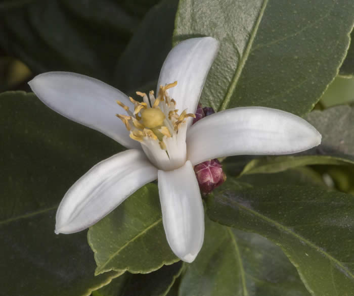 AllenNewmanEurekacrc3496_05