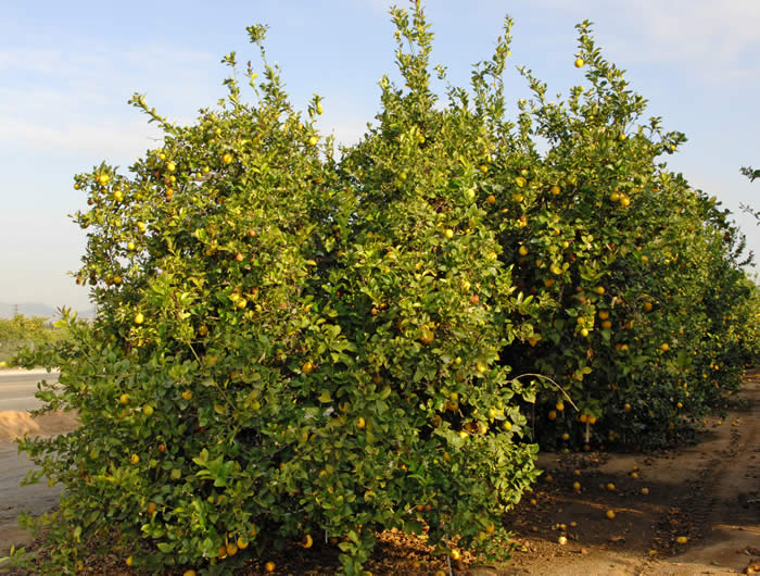 AllenNewmanEurekacrc3496_2