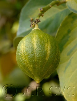 AllenVariegatedEurekactc3007_32