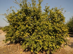 AllenVariegatedEurekactc3007_1