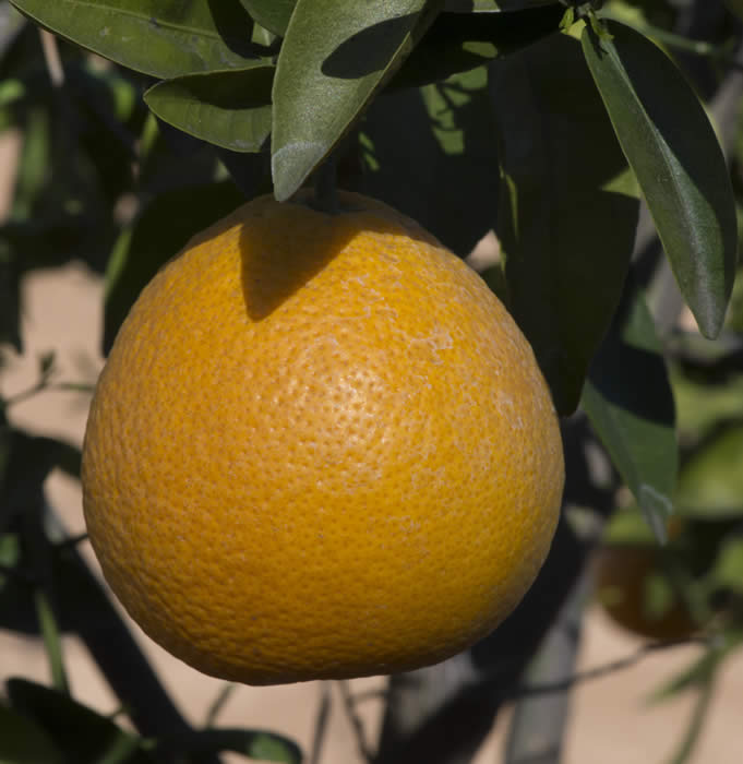 AllspicetangeloCRC4143_4