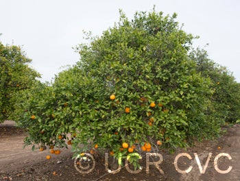 AltoonatangorCRC2792_2