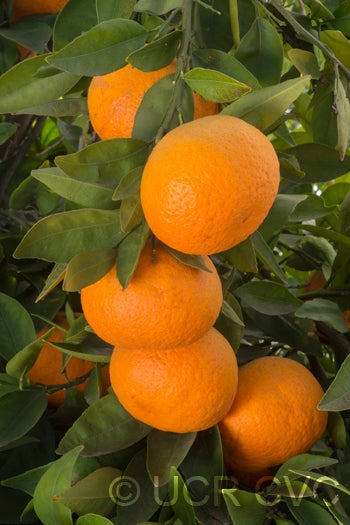 AltoonatangorCRC2792_4