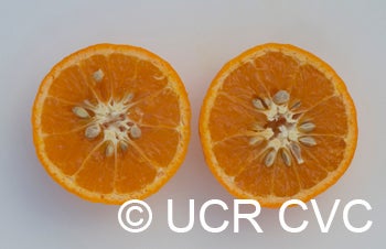 AltoonatangorCRC2792_6