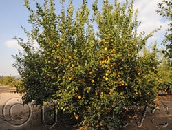 AmberEurekacrc2429_1