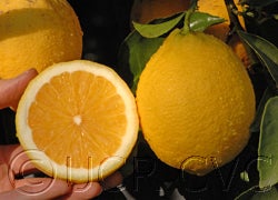 AmberEurekacrc2429_19