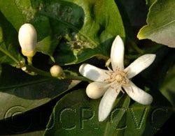 AmberEurekacrc2429_28