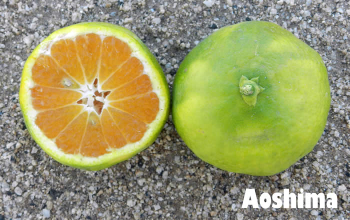Aoshima Satsuma mandarin crc406600012a