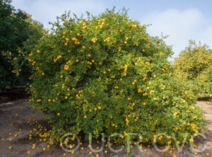 Argentina trifoliate CRC3206001