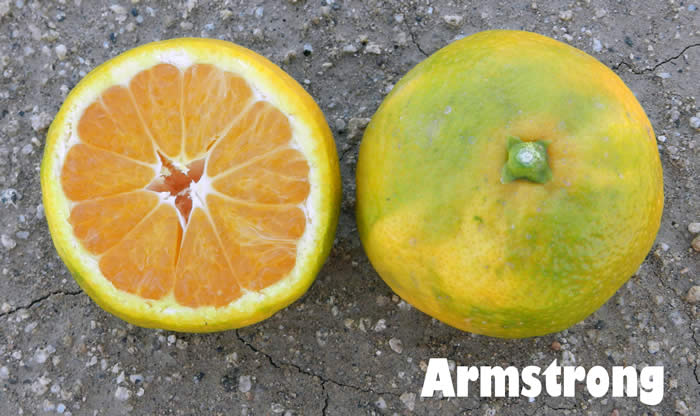 Armstrong satsuma mandarin CRC40642002