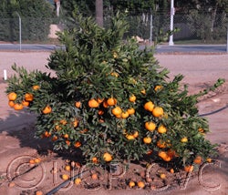 Armstrong satsuma mandarin CRC406400