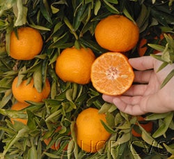 Arrufatina Celementina CVC4184004