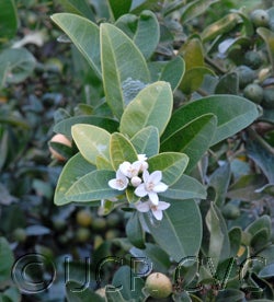 Atalantia zeylanica CRC3725_2