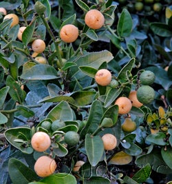 Atalantia zeylanica CRC3725_3