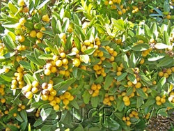 Atalantia citroides crc1430006