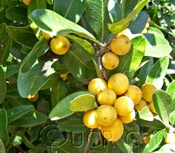 Atalantia citroides crc1430001