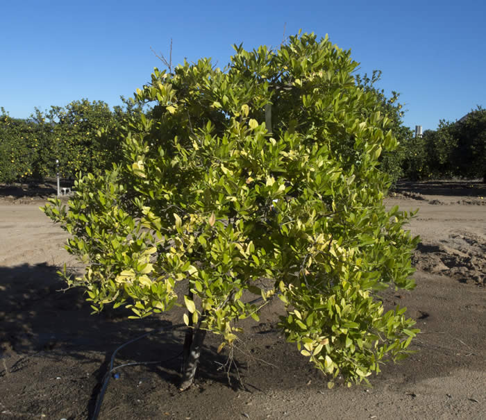 Atalantia monophylla CRC3800001