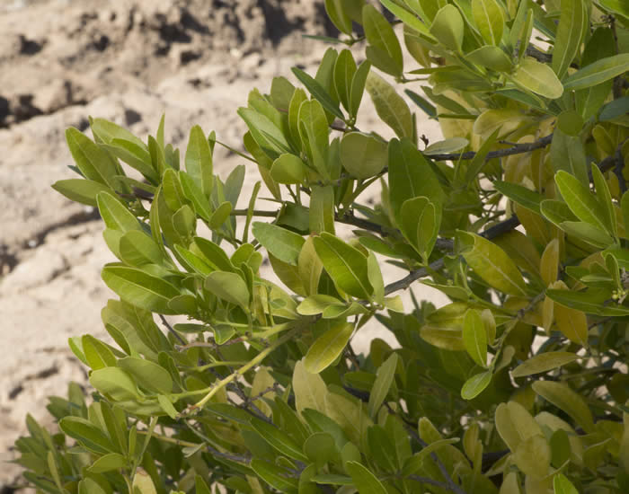 Atalantia monophylla CRC3800002