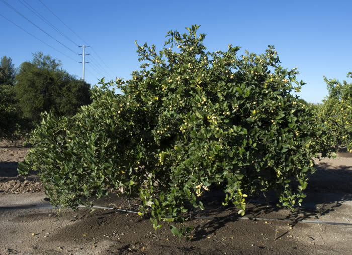 Atalantia zeylanica CRC3725002