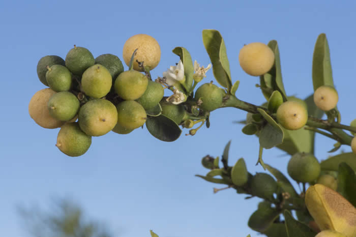 Atalantia zeylanica CRC3725005