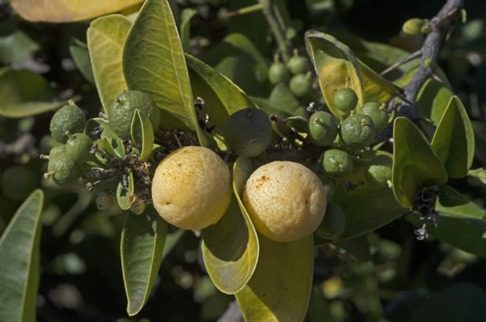 Atalantia zeylanica CRC3725006