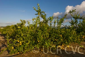 Atmore lemon CRC4126001