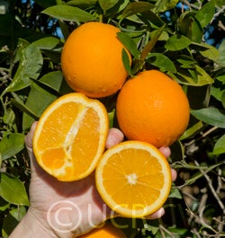 Atwood navel orange CRC3791003