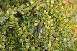 Microcitrus australasica CRC3672007