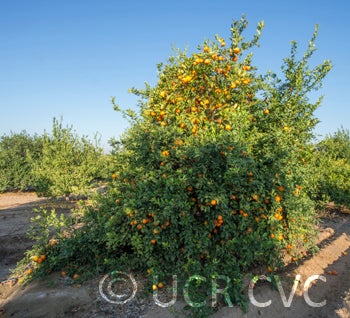 Australian red Rangpur lime CRC2319002