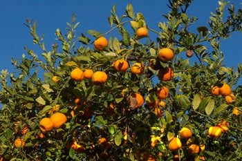 Australian red Rangpur lime CRC2319004