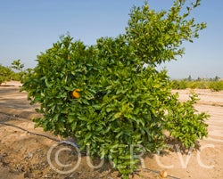 Australian nucellar navel orange CRC4175004