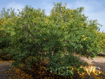 Australian trifoliate CRC3151001