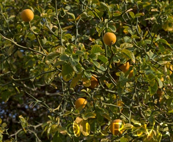 Australian trifoliate CRC3151003
