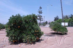 Autumn gold navel orange crc4037001