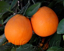 Autumn gold navel orange crc4037002