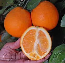 Autumn gold navel orange crc4037003