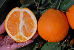 Autumn gold navel orange crc4037004