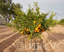 Avana apireno mandarin crc41630016